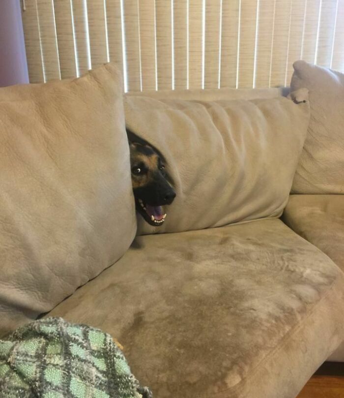 Dog trying hiding between beige couch cushions but clearly visible with mouth open and eyes looking out.