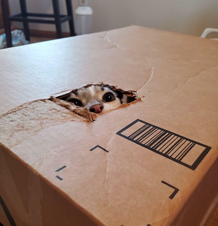 Small pet peeking through a torn hole in a cardboard box, trying to hide but visibly spotted indoors.