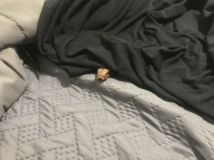 A pet lizard partially hidden under a black blanket on a gray quilt, attempting to hide but clearly visible.