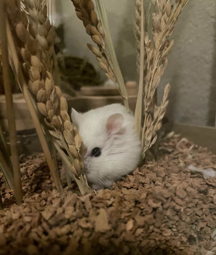 White hamster attempting to hide behind dried plants in its enclosure, one of the pets who tried hiding from their owners.