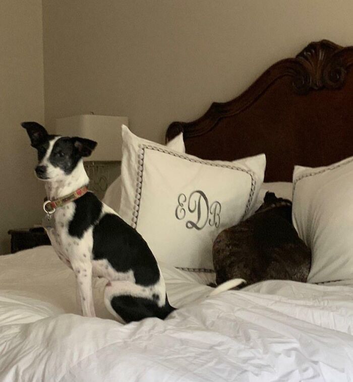 Two pets trying hiding from their owners on a bed, one dog sitting visibly, the other barely hidden among pillows.
