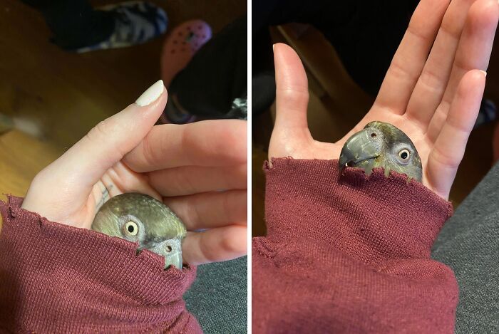 A small pet bird hiding poorly inside a red sleeve, peeking out while held gently in a person's hand.