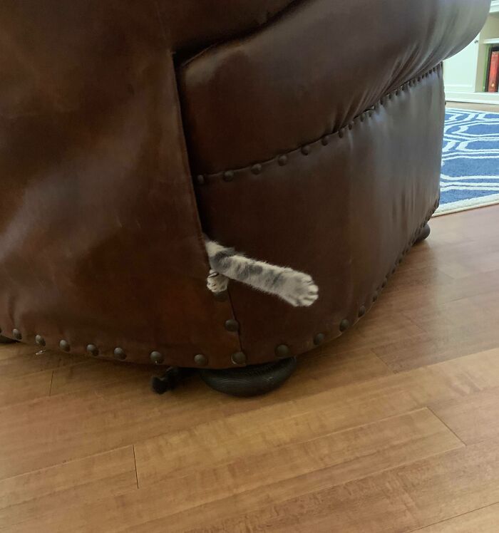Cat paw sticking out from a leather couch showing a pet trying hiding but doing a ridiculously bad job.