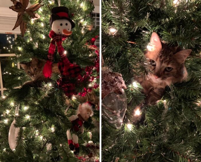 Cat hiding poorly among Christmas tree branches and decorations in a funny pet hiding fail moment.