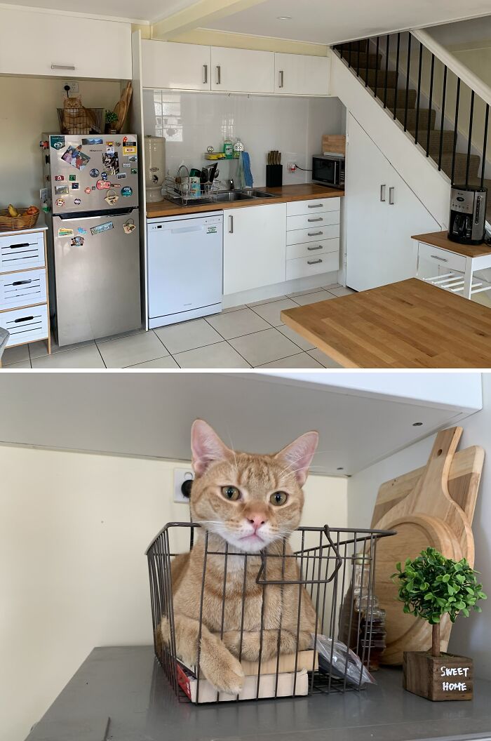 Orange cat trying hiding in a kitchen wire basket but did a ridiculously bad job of staying hidden.