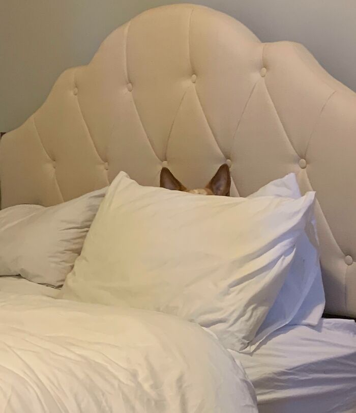 Dog attempting to hide behind white pillows on a beige tufted headboard bed in a playful hiding fail.