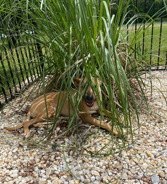 Dog attempting to hide among tall grass but clearly visible, one of the pets who tried hiding from their owners.
