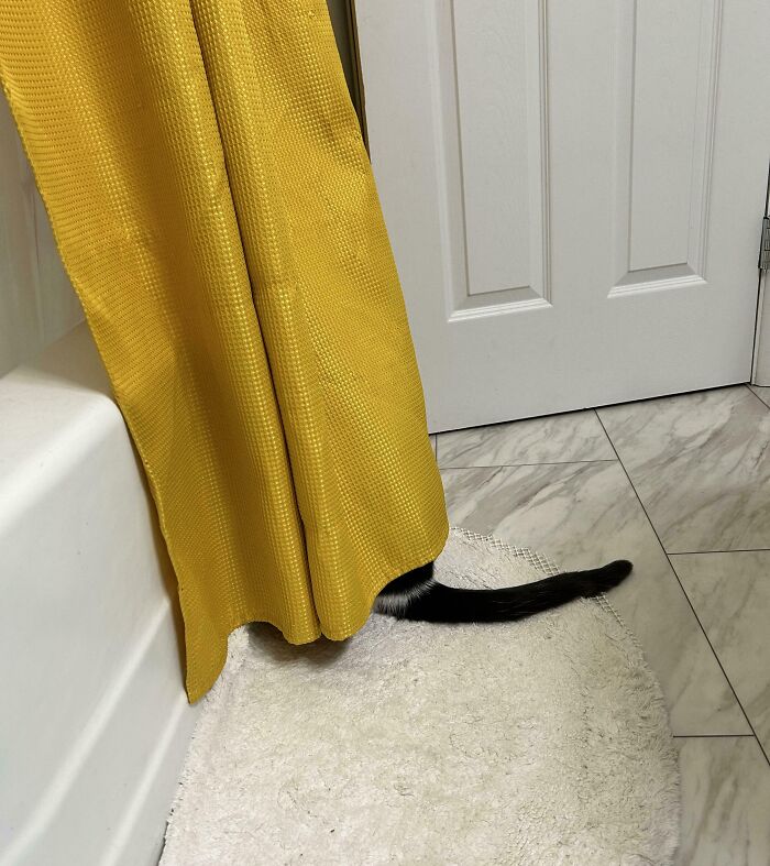 Black and white cat's tail sticking out from behind a yellow curtain in a bathroom, a funny example of pets trying to hide.