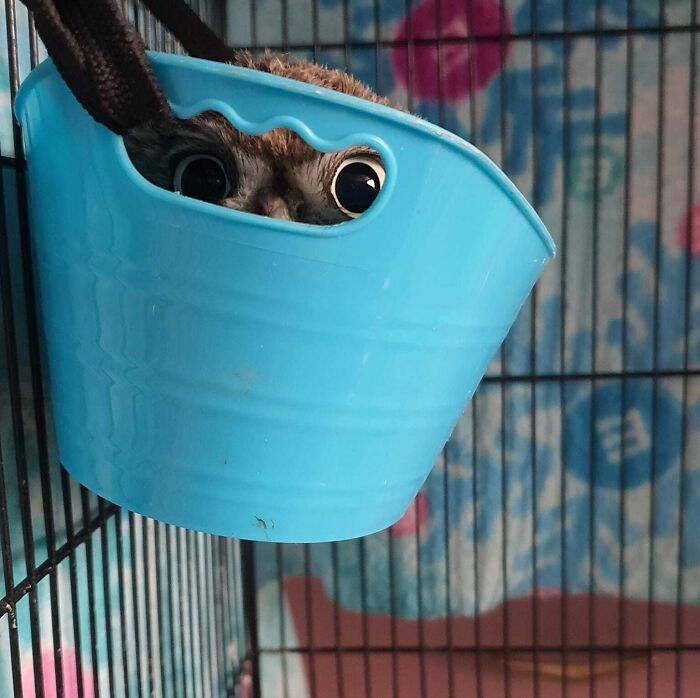 Small pet with wide eyes hiding poorly inside a blue container in a cage, showing a funny failed pet hiding attempt.