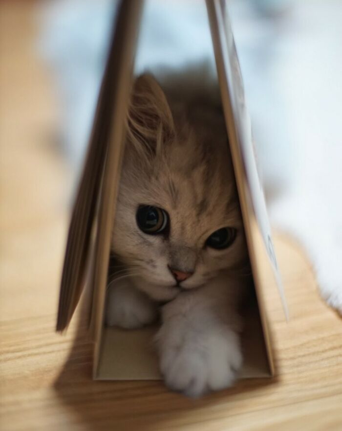 Cute cat trying hiding from its owner inside a folded magazine but doing a ridiculously bad job.