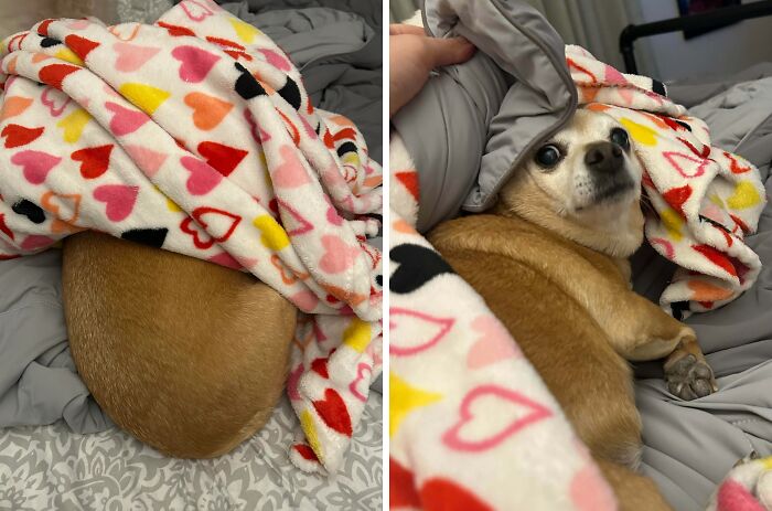 Small dog partially hidden under a heart-patterned blanket trying to hide but clearly visible to its owner.