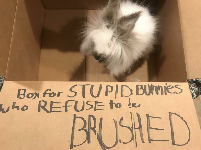 Fluffy bunny sitting inside a cardboard box labeled for pets who refuse to be brushed, pet shaming online.