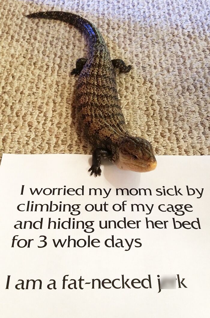 Lizard pet with a sign humorously shaming its behavior, featured in pet owner online shame stories.