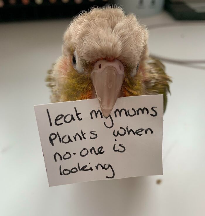 Close-up of a pet bird holding a sign in its beak for owners who shame their pets online.