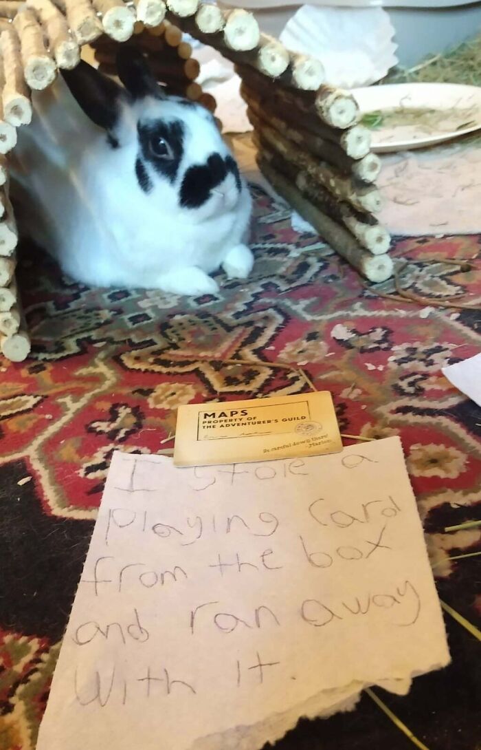 Black and white rabbit under wooden tunnel with shame note about stealing a playing card, pet owner online shame post