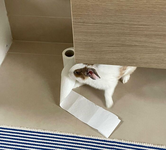 Rabbit playing with a roll of toilet paper near a cabinet, showing typical pet mischief owners often shame online.
