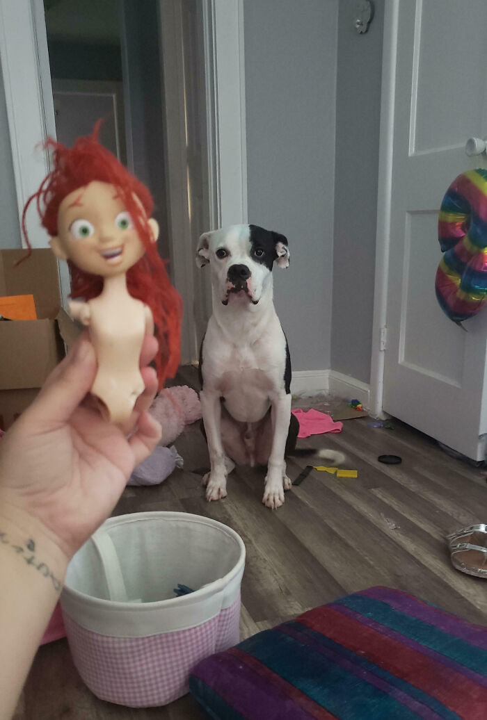 Black and white dog sitting on floor in a messy room next to a damaged toy, showing pet owners shaming their pets online.
