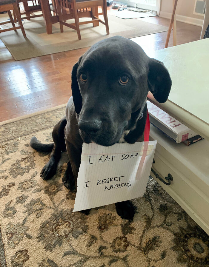 Black dog wearing a pet shaming sign that reads I eat soap, perfect for pet owners to shame their pets online.