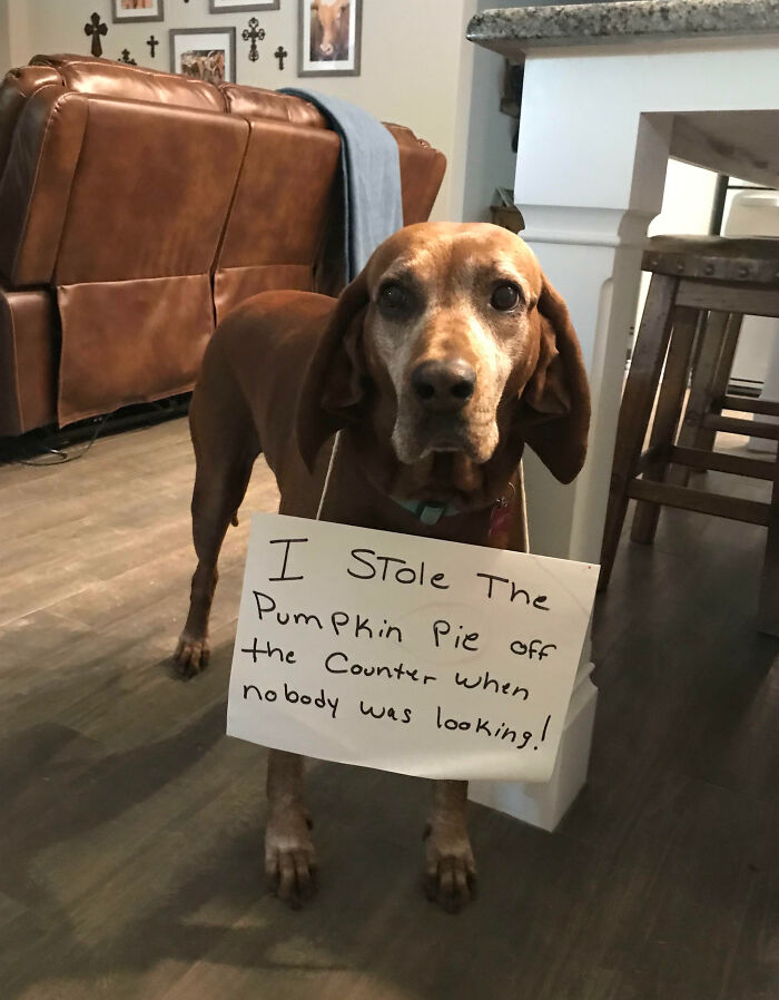 Dog wearing a sign admitting to stealing pumpkin pie, one of the pet owners who shamed their pets online.