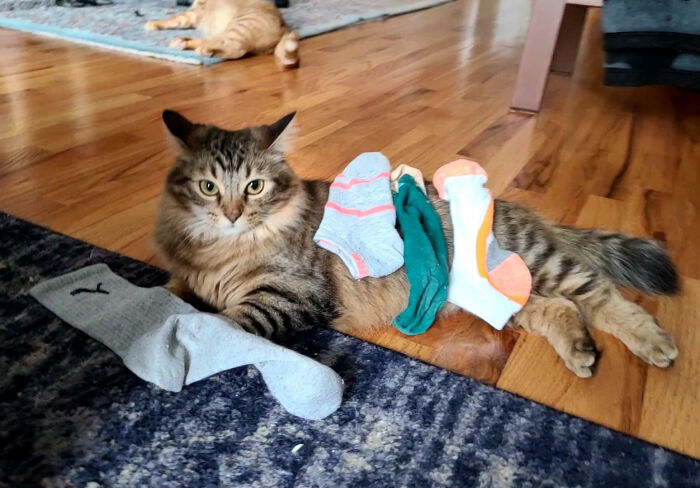 Cat lying on floor with several socks on its back, one sock nearby, part of pet shaming owners collection online