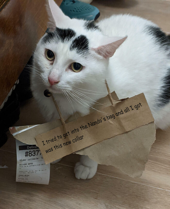 White and black cat with a cardboard sign around its neck, featured in pet shame owners sharing online.