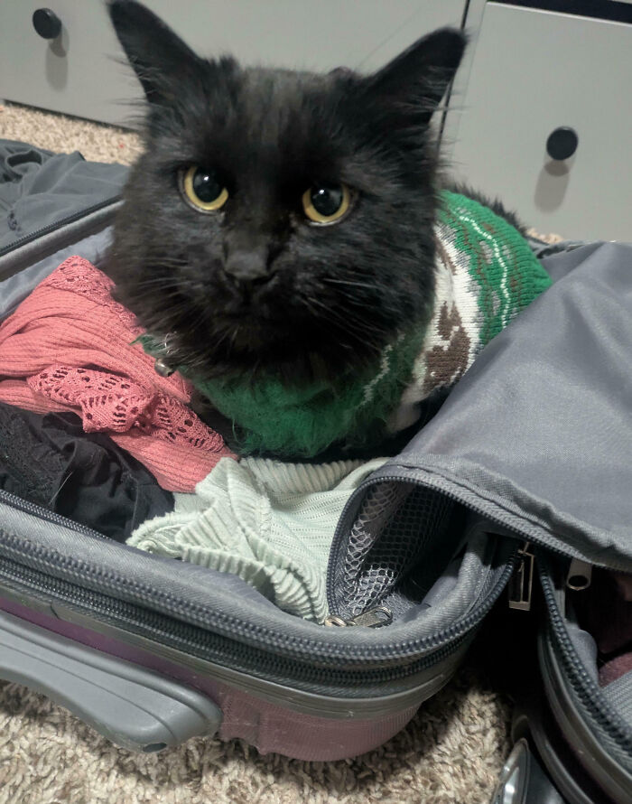 Black cat wearing a green sweater sitting inside an open suitcase with clothes, pet shaming by owners online.