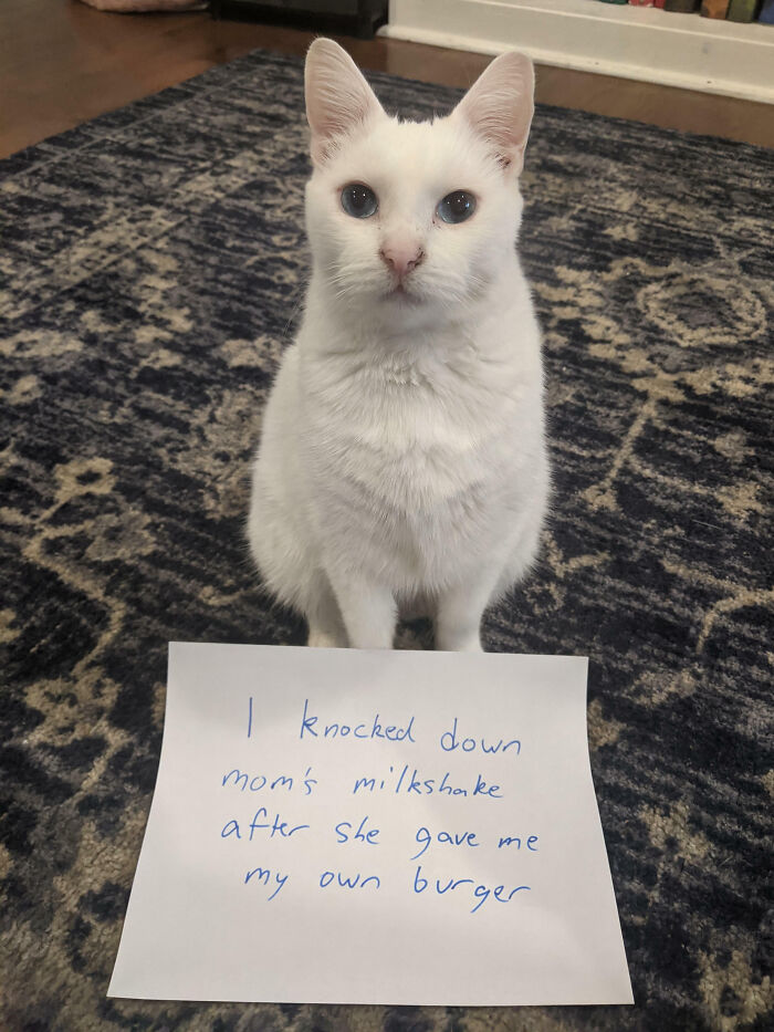 White cat sitting on a rug with a shame sign about knocking down mom’s milkshake in pet owner shaming online.