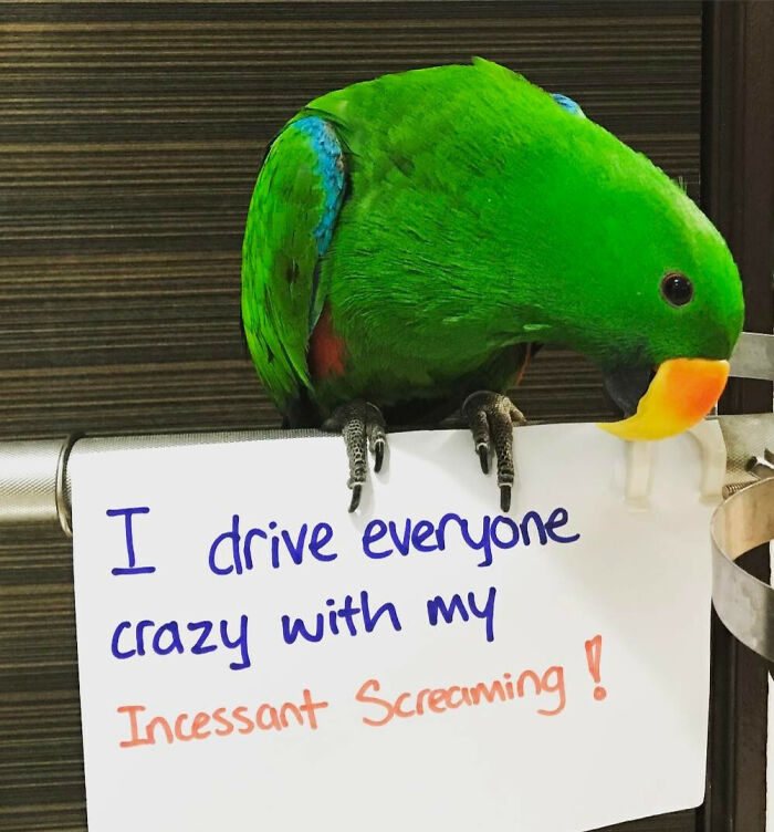Green parrot holding a sign admitting to driving everyone crazy with incessant screaming in pet owner shame photo.