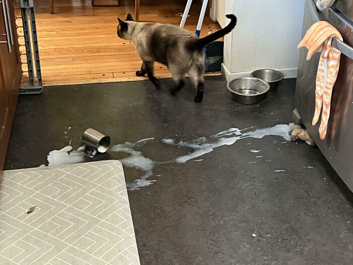 Siamese cat walking away from spilled water on a kitchen floor, illustrating pet owners sharing moments of pet shame online.