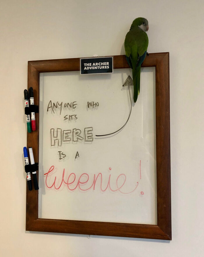Green pet bird perched on a wooden-framed whiteboard with humorous message, showcasing pet owner online shaming humor.