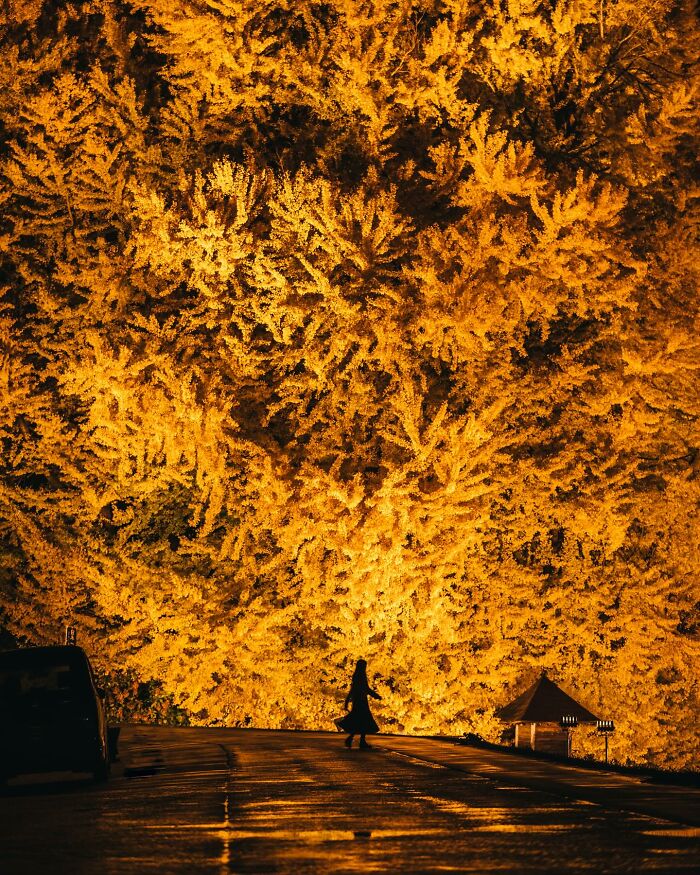 Silhouetted figure walking on wet street with vibrant golden trees illuminated in the background, glimpses of everyday life in Asia.