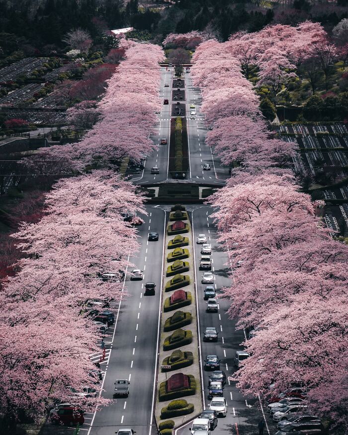 Aerial view of a busy road lined with blooming cherry blossom trees, capturing everyday life in Asia.