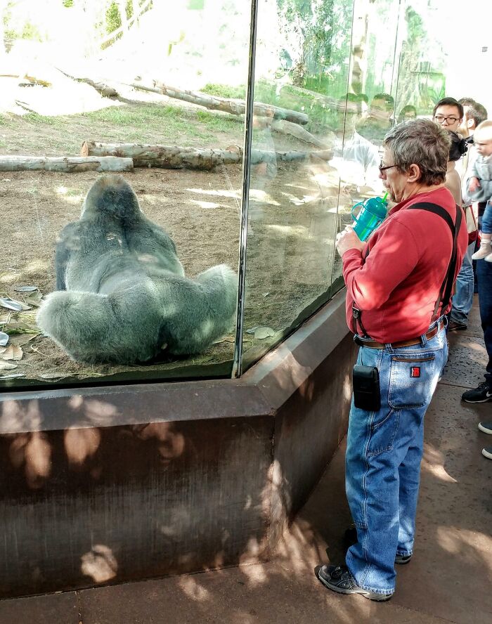 Man in red shirt drinking from a cup while looking at a gorilla at the zoo, showcasing funny and wholesome parent moments.