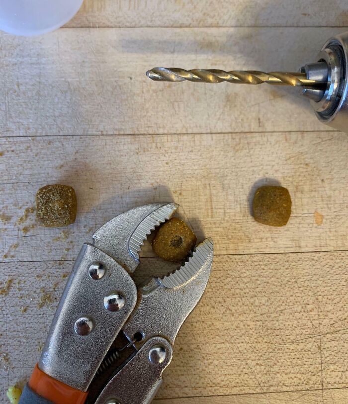 Clamp holding a dog treat next to a drill, a funny and wholesome parents moment kids had to share.