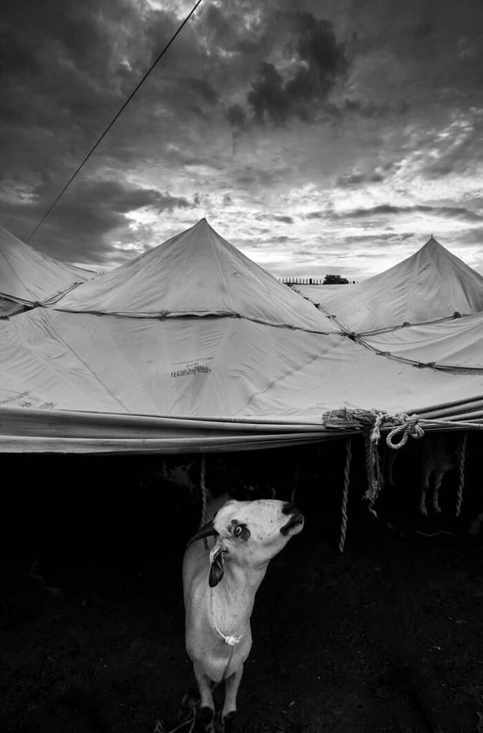 Black and white photo of a goat under tents capturing everyday life in India with dramatic sky and clouds.