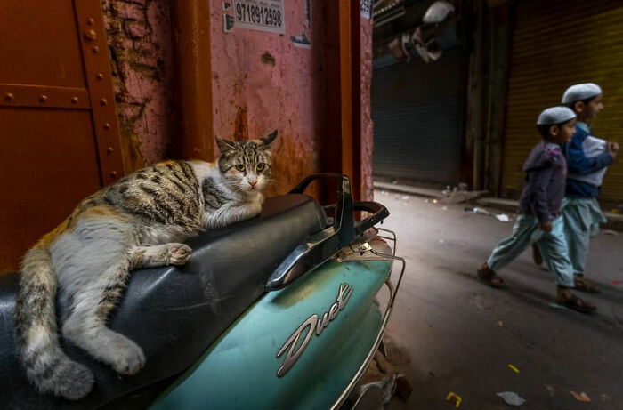 Cat resting on a scooter seat in a narrow street while two boys walk past, capturing everyday life in India.