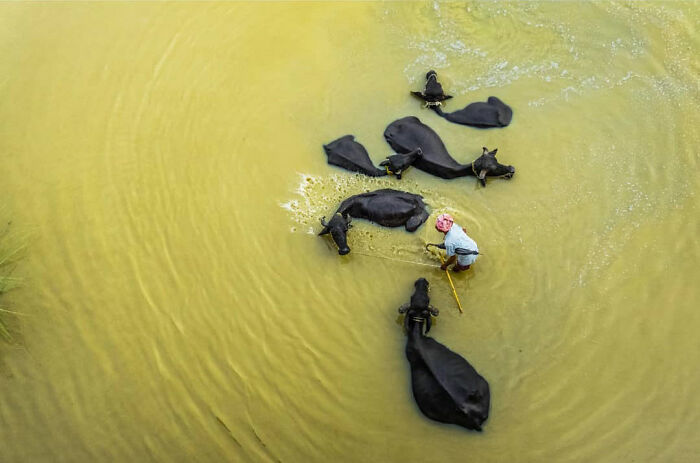 Man washing buffaloes in muddy water, capturing everyday life in India from a unique aerial perspective.