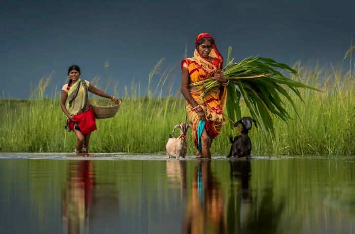 Indian women carrying grass and goats through a waterlogged field, capturing everyday life in India’s rural landscape.