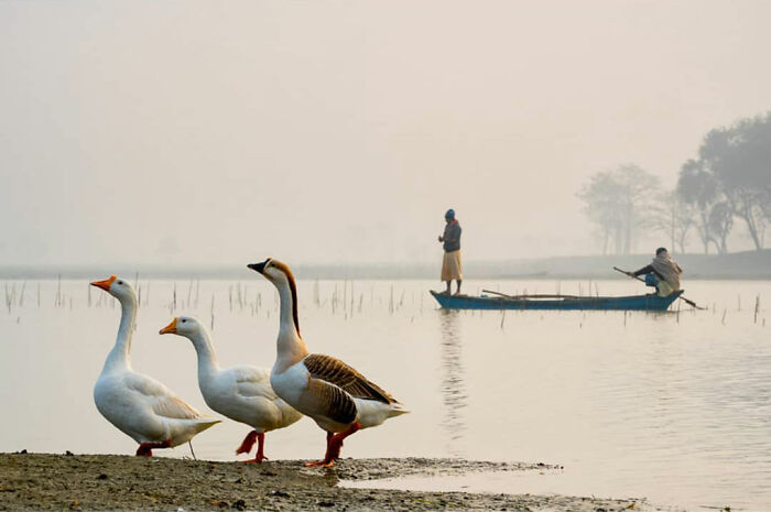 Geese standing by the water with two men on a boat, capturing everyday life in India’s rural landscape.