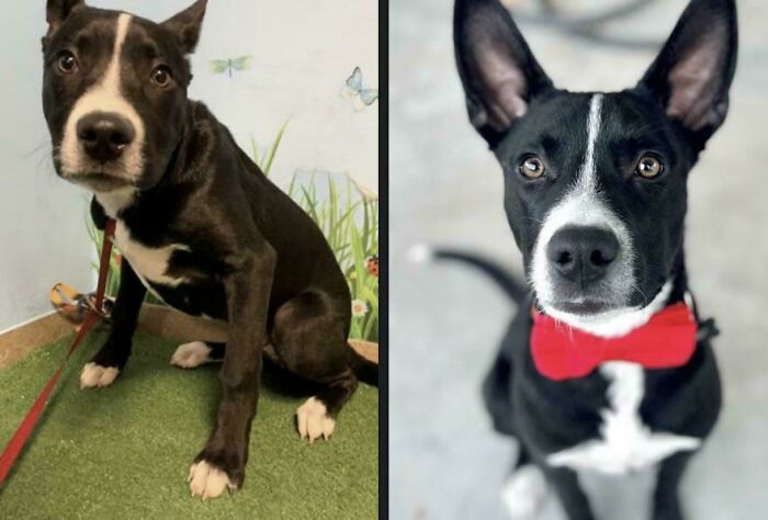 Before and after glow-up of a black and white dog, showing a striking transformation that might make you smile.