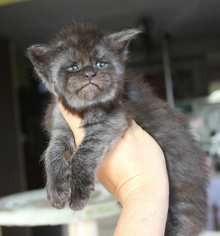 Black medieval cats kitten with blue eyes, held in hand, showcasing unique fur pattern and facial features indoors.