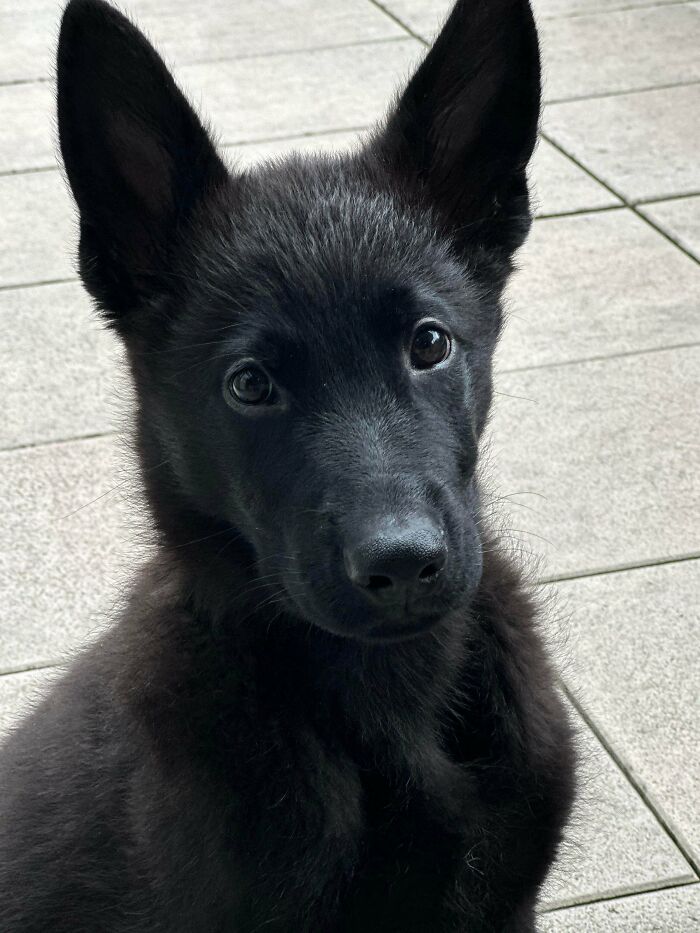 Black adopted puppy with large ears looking curiously at the camera, representing adorable adopted animals this month.