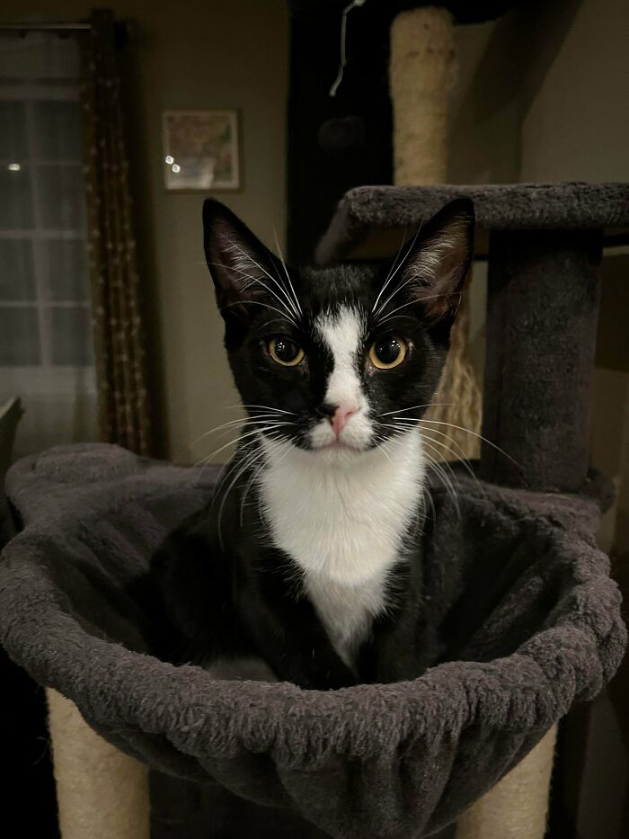 Black and white adopted cat sitting in a cozy cat tree bed, showcasing adorable rescued animals this September.