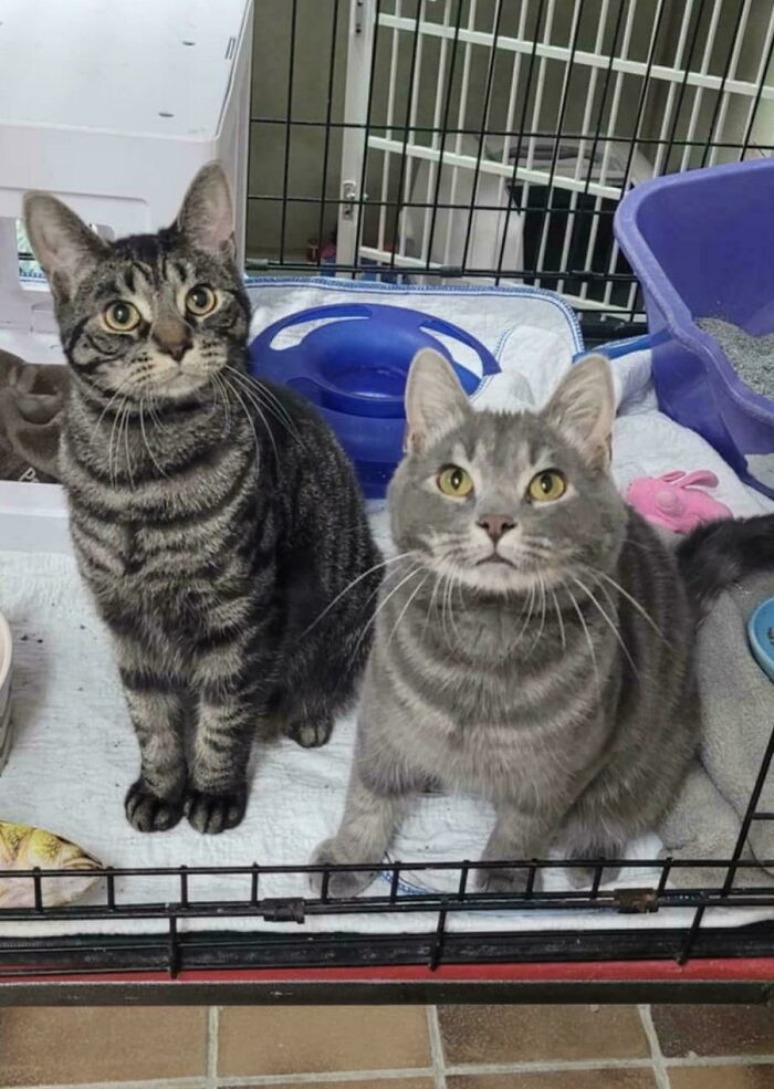 Two adorable adopted cats sitting inside a cozy enclosure, showcasing the joy of adopted animals this month.