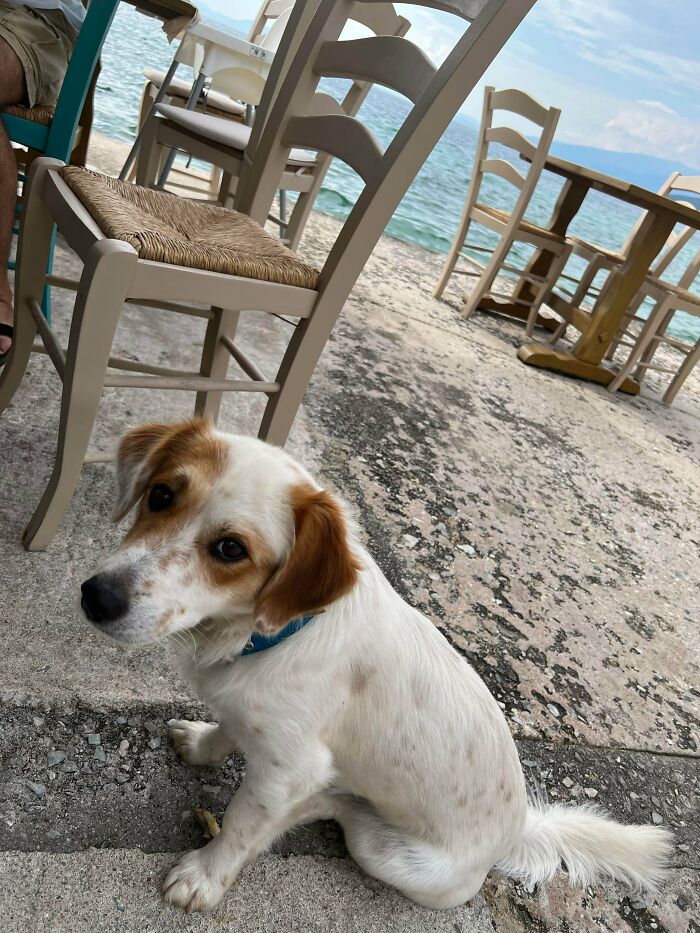 Adopted dog with brown and white fur sitting near outdoor chairs by the water, showcasing adorable adopted animals.