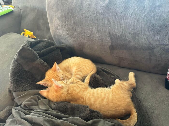 Two adorable adopted orange kittens cuddling and sleeping together on a gray couch with soft blankets.