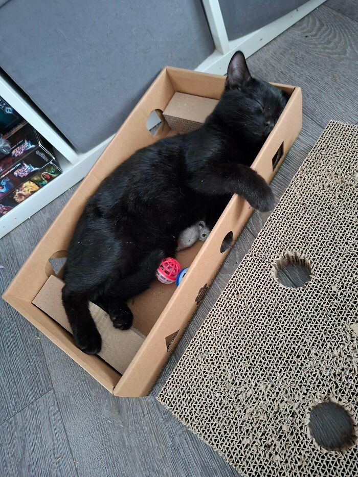 Black adopted cat sleeping comfortably in a cardboard box with toys, showcasing adorable adopted animals this month.