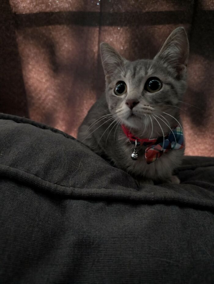 Adopted animal cat with wide eyes wearing a colorful bow tie resting on a dark gray cushion in soft lighting.