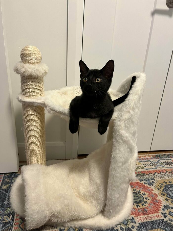Black cat relaxing on a white fluffy cat tree, one of the adorable adopted animals who rescued their humans this month.