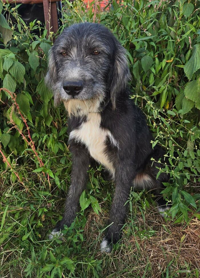 Adopted dog with black and white fur sitting among green plants, one of the adorable adopted animals rescued this month